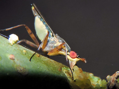 Glyphidops flavifrons