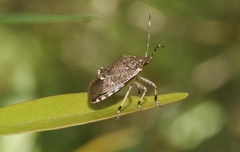 Oncocoris