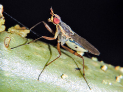 Glyphidops flavifrons