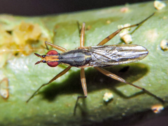 Glyphidops flavifrons