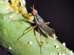 Glyphidops flavifrons