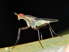 Glyphidops flavifrons