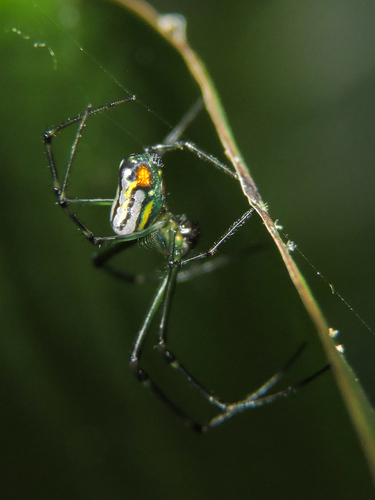 Mabel Orchard Orbweaver