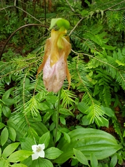 Cypripedium acaule image