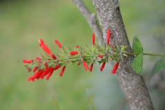 Salvia holwayi