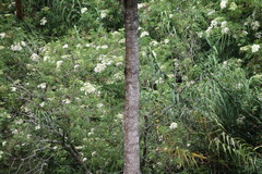 Hedyotis lessertiana