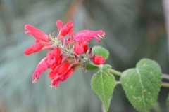 Salvia holwayi