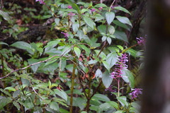 Coleus inflatus