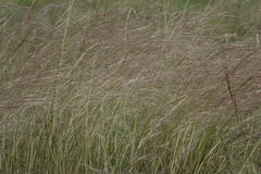 Austrostipa scabra