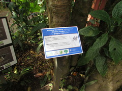 Ardisia palmana