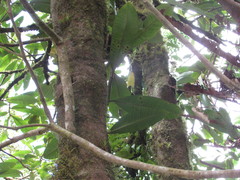 Ardisia palmana