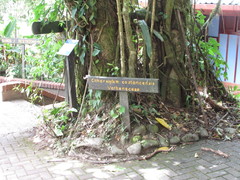 Citharexylum costaricense