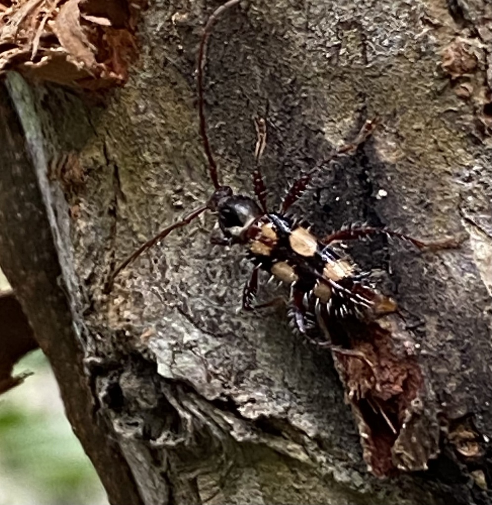 Sphaerionillum castaneum