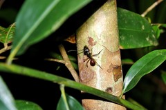 Dinomyrmex gigas borneensis