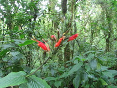 Hansteinia blepharorhachis