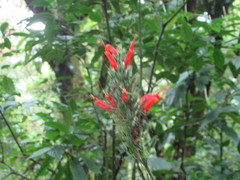 Hansteinia blepharorhachis