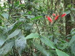 Hansteinia blepharorhachis