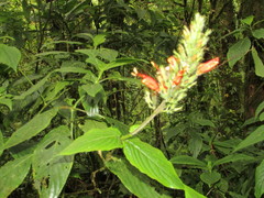 Hansteinia blepharorhachis