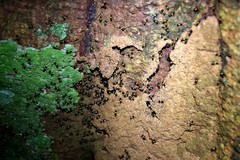 Crematogaster inflata