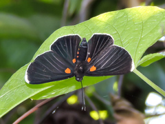 Melanis acroleuca acroleuca