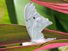 Morpho polyphemus polyphemus