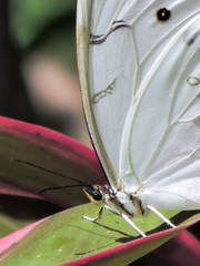 Morpho polyphemus polyphemus