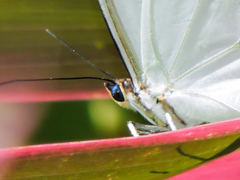 Morpho polyphemus polyphemus