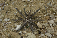 Lepidium sisymbrioides