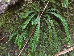 Blechnum membranaceum