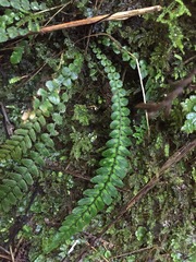 Blechnum membranaceum