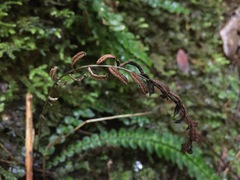Blechnum membranaceum