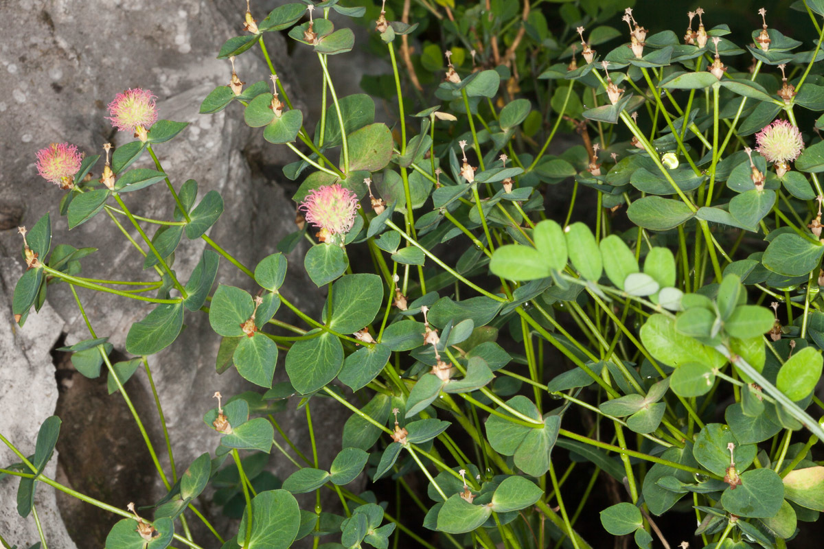 Euphorbia fragifera