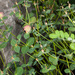 Euphorbia fragifera - Photo (c) Drepanostoma,  זכויות יוצרים חלקיות (CC BY-NC), הועלה על ידי Drepanostoma