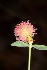 Euphorbia fragifera