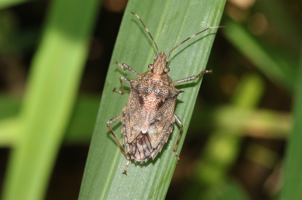 Bromocoris