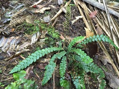 Blechnum membranaceum
