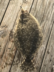 Paralichthys lethostigma