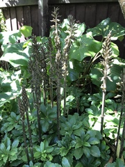 Gastrodia molloyi