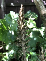 Gastrodia molloyi