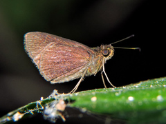 Eprius veleda veleda