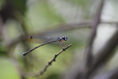Platystictidae