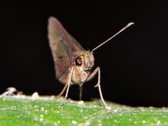 Eprius veleda veleda