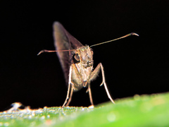 Eprius veleda veleda