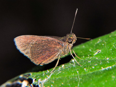 Eprius veleda veleda
