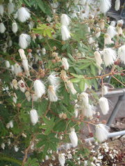 Zapoteca portoricensis
