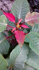 Euphorbia pulcherrima