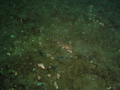 Gobius gasteveni
