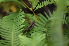 Stenocatantops splendens
