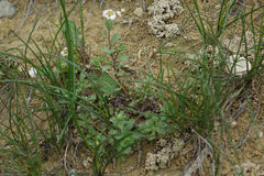 Vittadinia australis