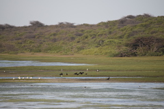 Ephippiorhynchus asiaticus asiaticus